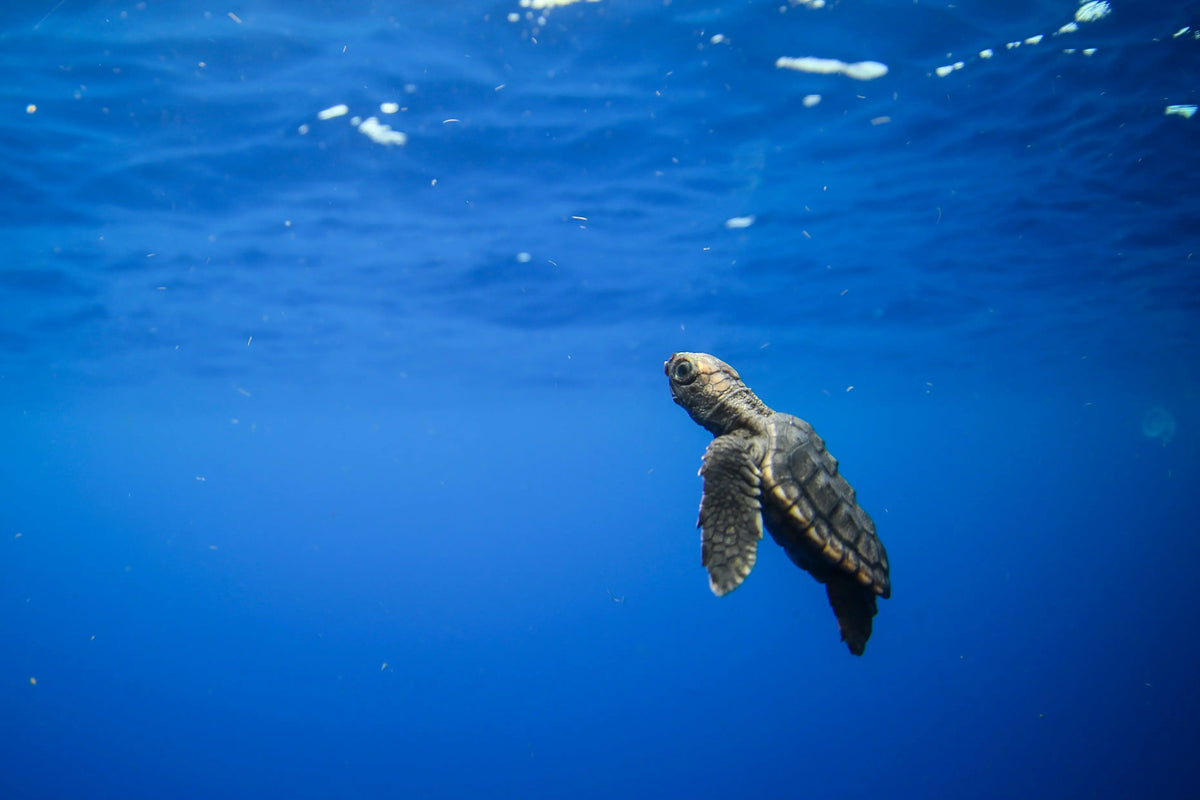 Happy Holidays and Sea Turtles